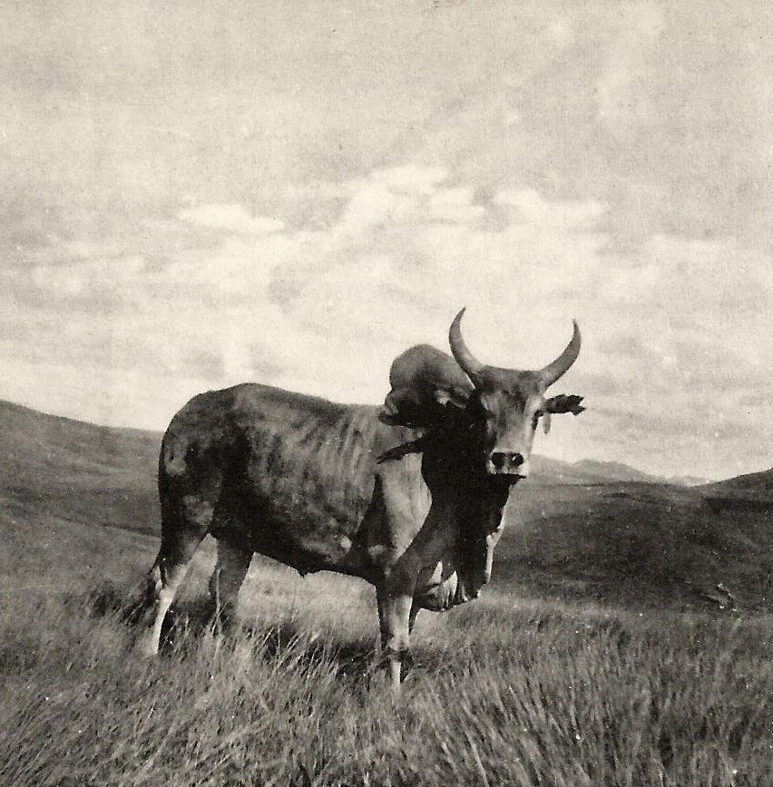 Zébu in Madagascar.