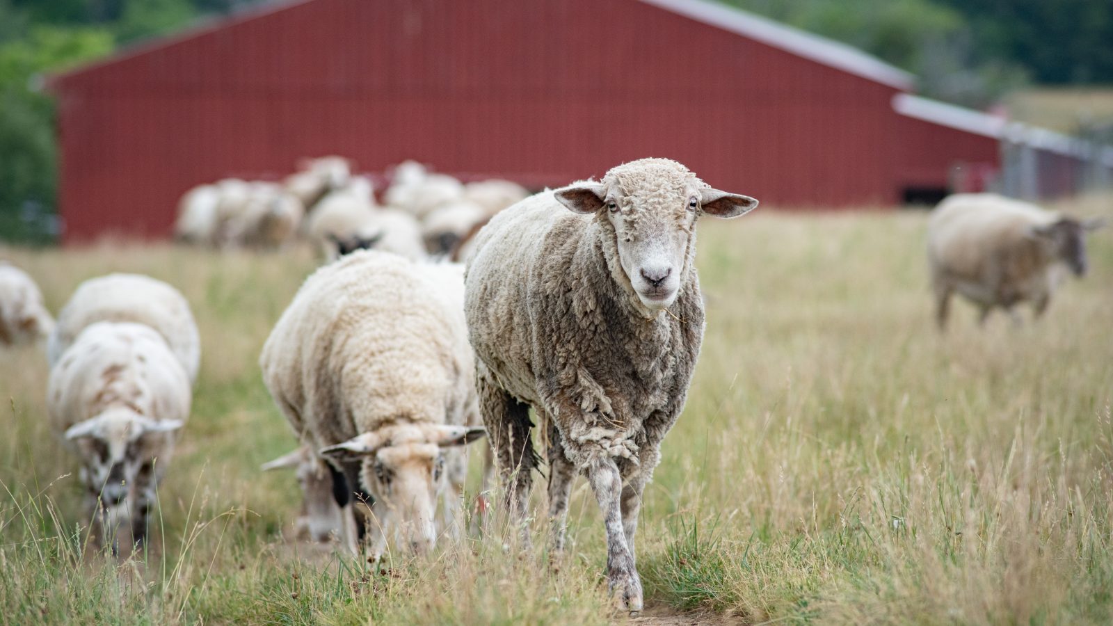 Joey sheep leads the sheep herd at Farm Sanctuary.