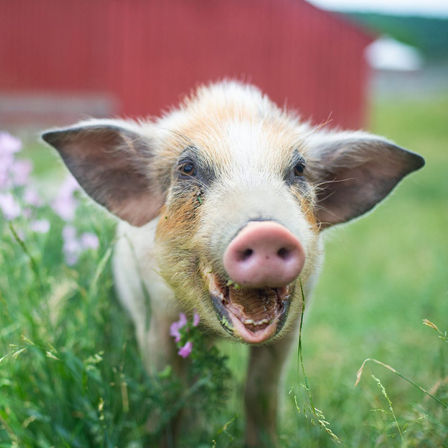 George pig at Farm Sanctuary George pig at Farm Sanctuary