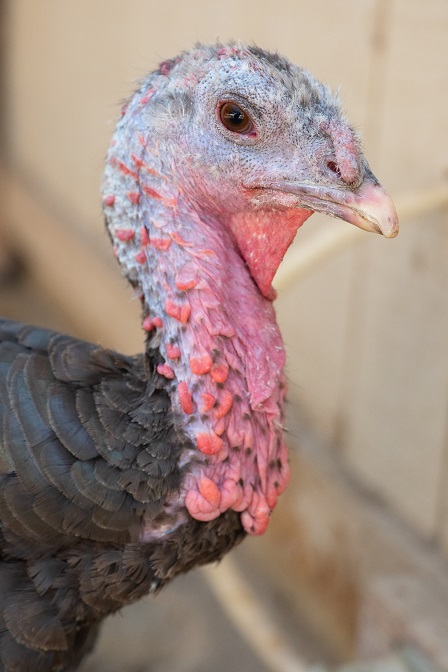 turkey sanctuary near me