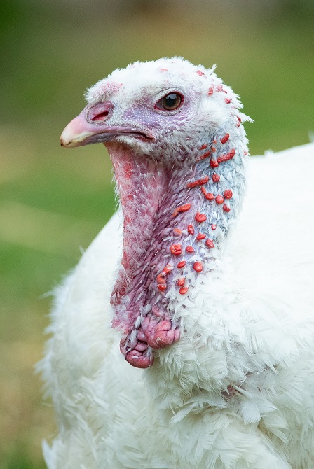 turkey sanctuary near me