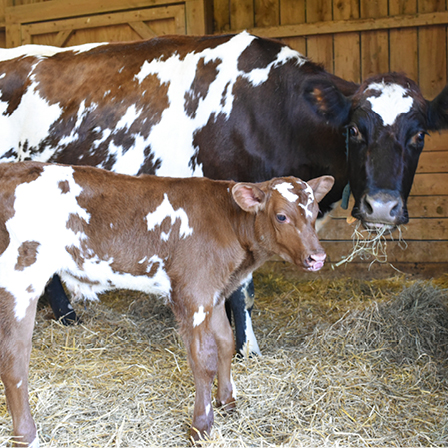 Charlie calf and Nancy cow at Farm Sanctuary