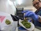 
				A woman weighs marijuana buds at the second-largest medical cannabis farm in Israel, in Kfar Pines.
			
