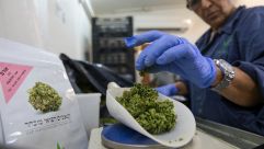 
				A woman weighs marijuana buds at the second-largest medical cannabis farm in Israel, in Kfar Pines.
			