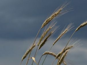 Blowing in the Wind:
 Barley is harvested in the spring, long before the eight days of Sukkot.				