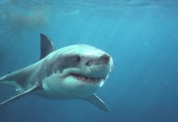 Playing With Sharks 1