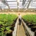 Lawsuit Paints Marijuana Cultivators and Dispensaries as Racketeers