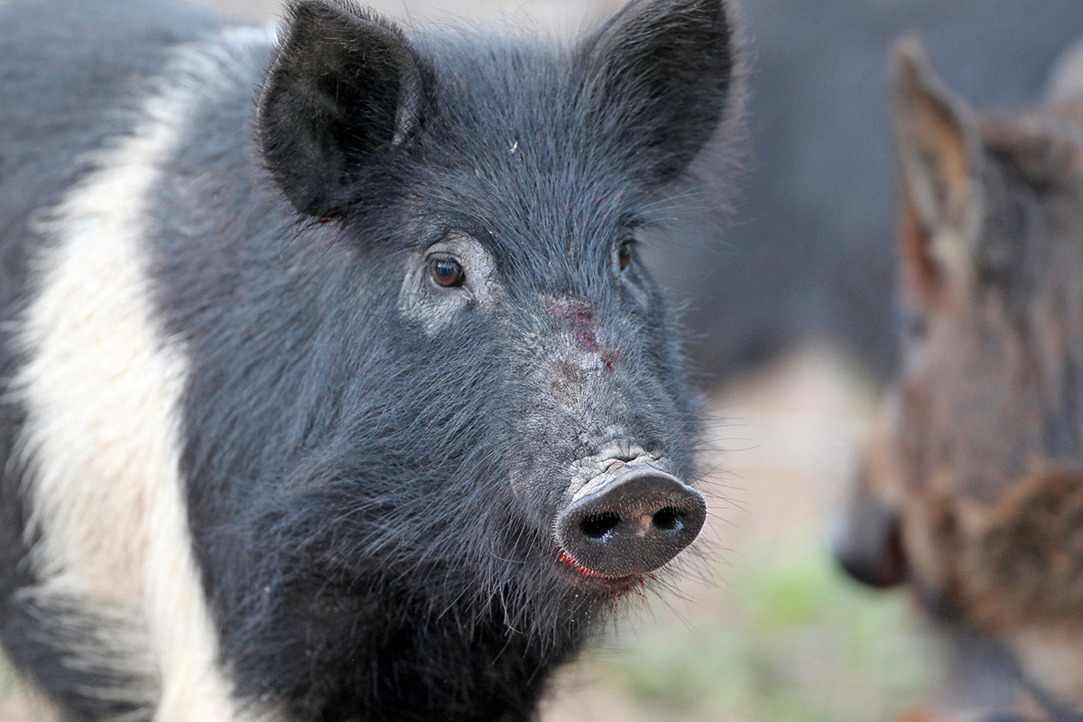 Arkansas' Feral Hogs No Laughing Matter Arkansas Business News