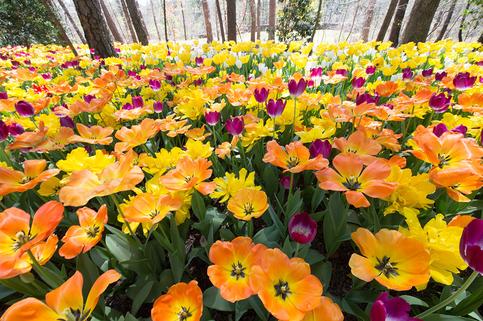 Explore The Beauty Of Garvan Woodland Gardens