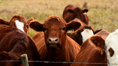 Beef, A Way of Life in Texas, Is Hard on the Planet. This Rancher Thinks She Can Change That