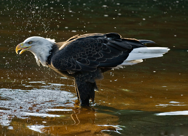 Bald Eagle