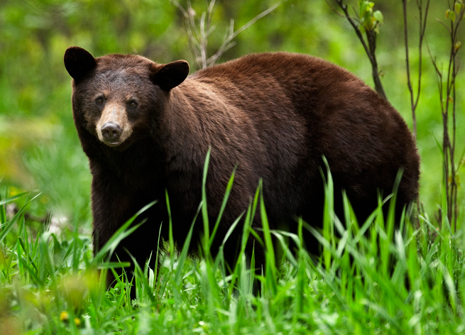 Black Bear