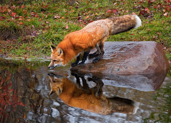 red fox