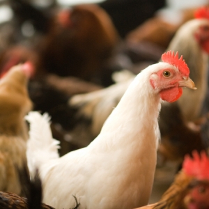UA to Use $1M Grant to Design Robotics for Poultry Plants
