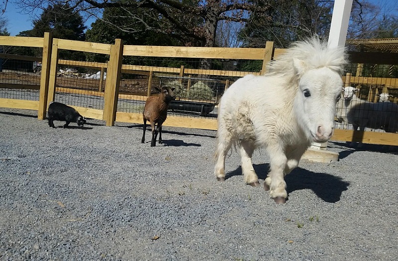 Little Rock Zoo's Arkansas Heritage Farm Opens April 2 Little Rock Family