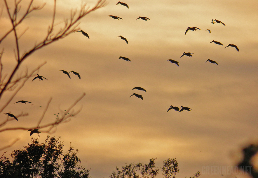 AGFC Sets the 20162017 Arkansas Duck Season Dates Two Months Early