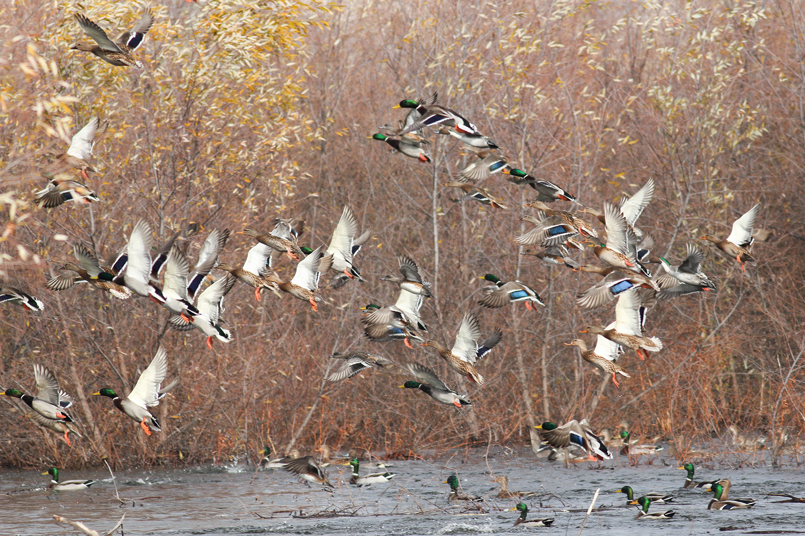 Arkansas Duck Season Opens November 19th With Unfavorable Conditions arkansas-duck-season-opens-november-19th-with-unfavorable-conditions