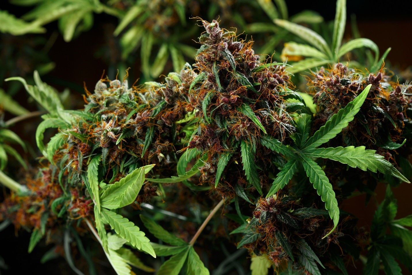 canadian marijuana companies 0