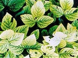 Cortinas vegetais minimizam impactos e trazem benefícios a agricultores