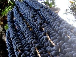 Produção que vem da floresta