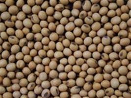 Software rastreia sementes para beneficiar produtores e agricultores