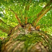Floresta preservada garante avanços para Palmital, no Centro do Estado