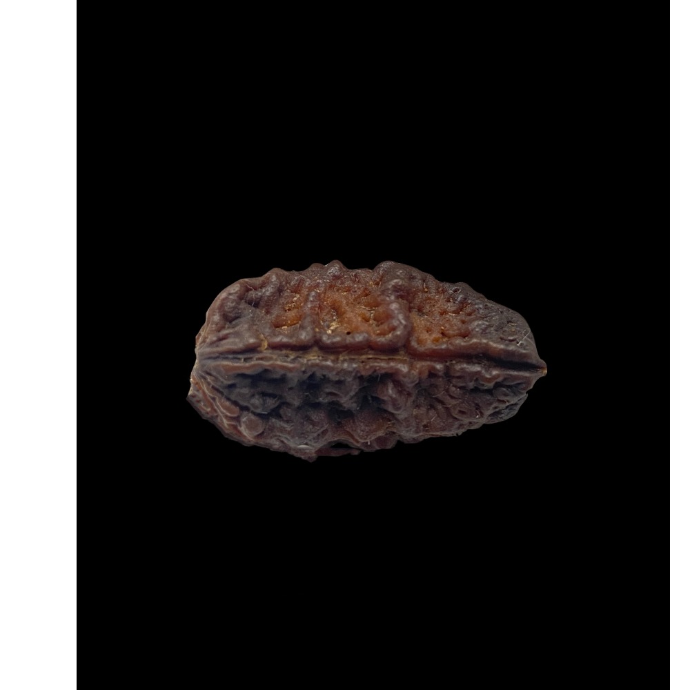 3.45ct cushion brown rudraksha-1-mukhi