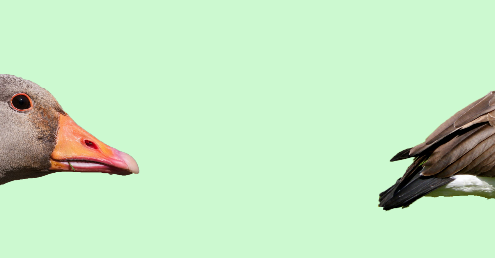 Qgaggle_goose_background_v1_7