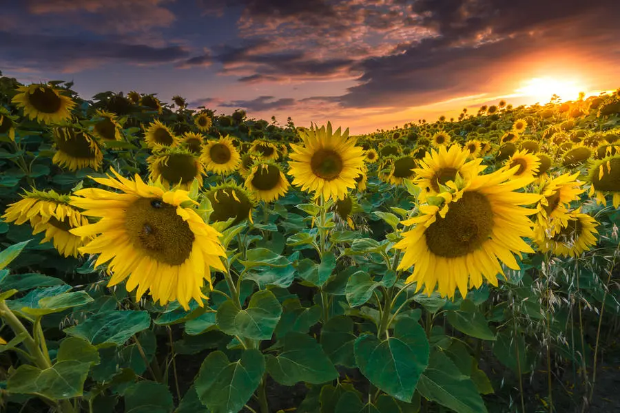 Post Impressionism Art in Shaping Modern Art Forms