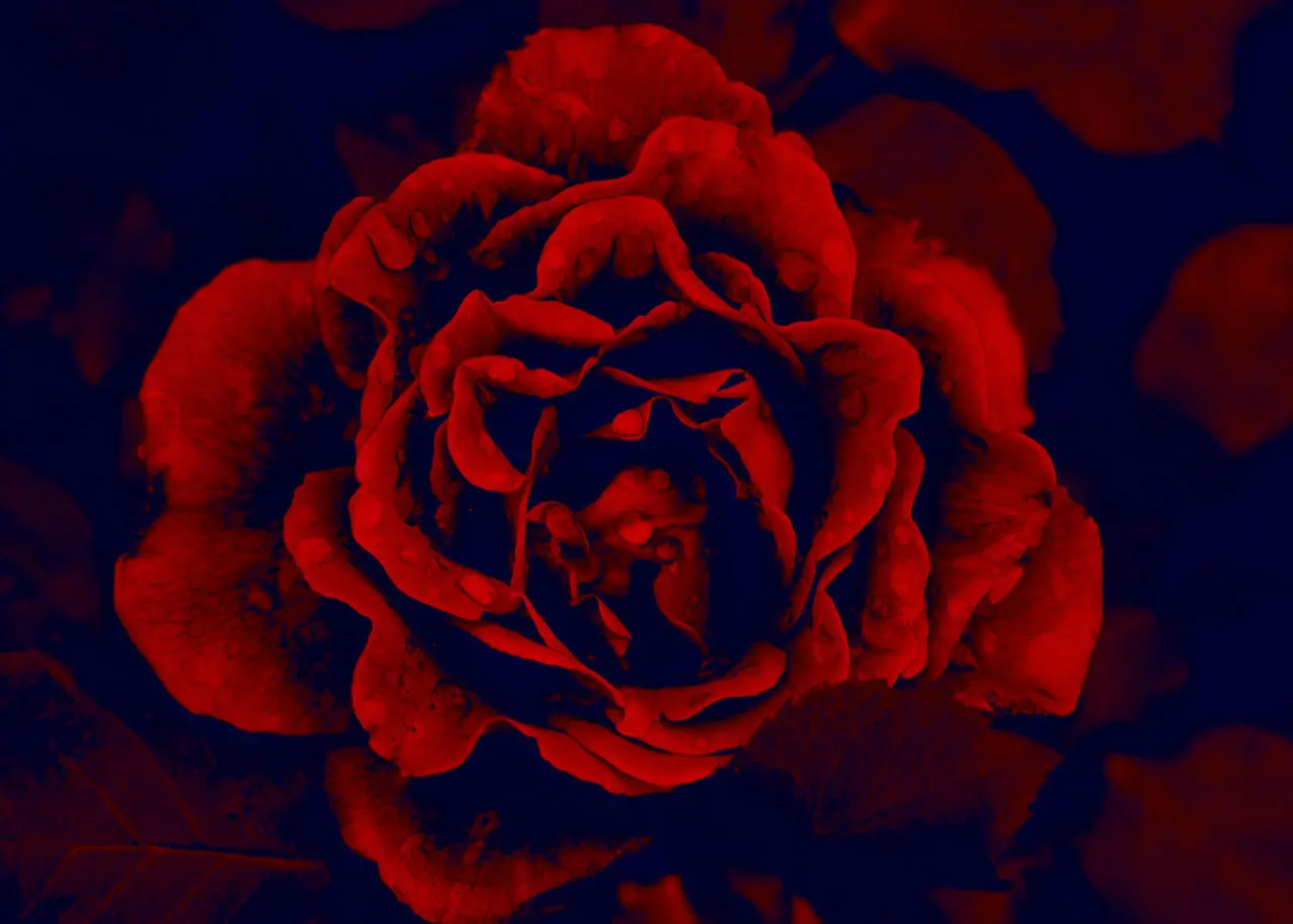 A Glimpse Into Love and Fear in Horror Romance