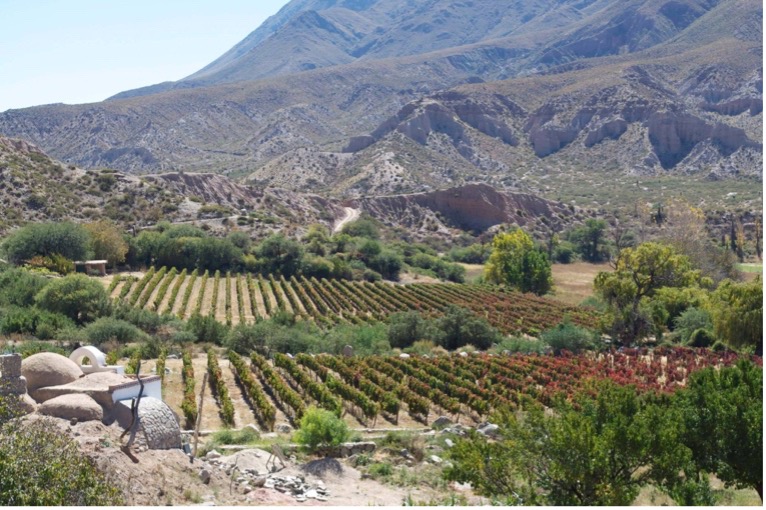A vineyard at over 8,000 ft.