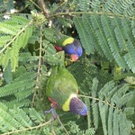 Jurong-bird-park-singapore-2967
