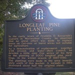 Longleaf-pine-planting-ghm-099-6-3194