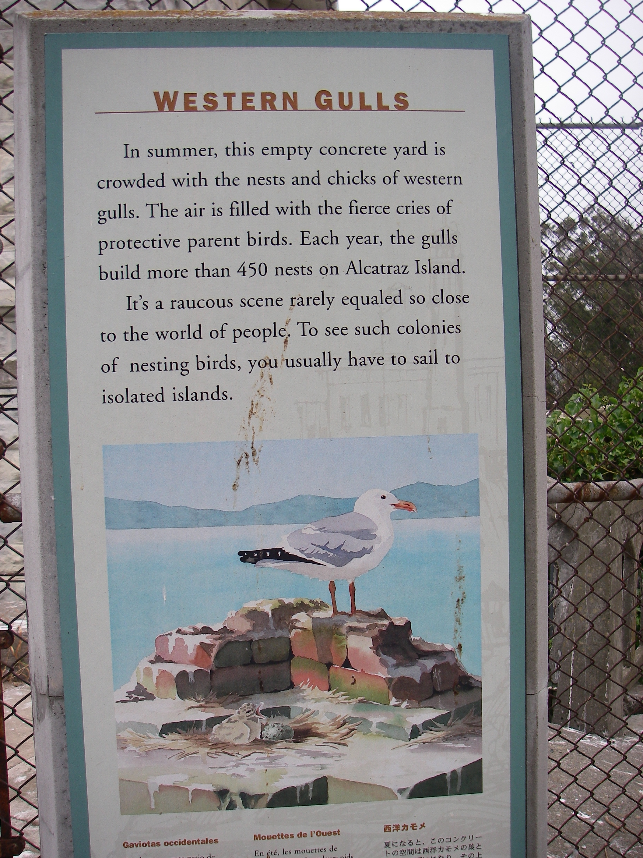 Western-gull-780
