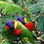 Jurong-bird-park-6689