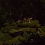 Singapore-night-safari-6690