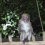 Singapore-zoo-6691