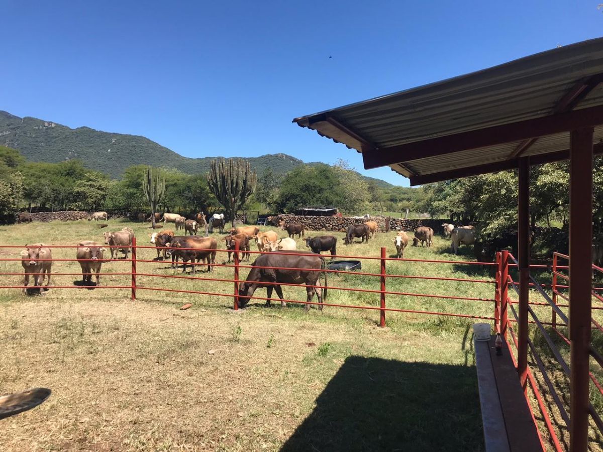 Rancho en venta en El,Zacamecate, Tecolotlan, Tecolotlán, Jalisco