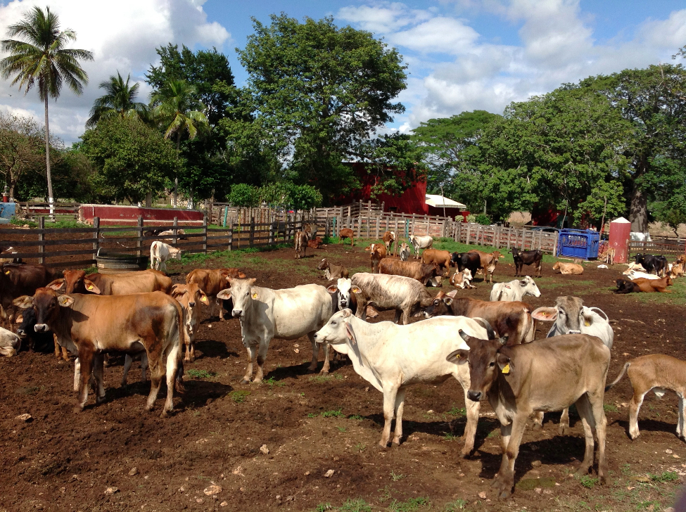 RANCHO GANADERO A SOLO 100 KMS DE MERIDA EN HECELCHAKAN CAMPECHE