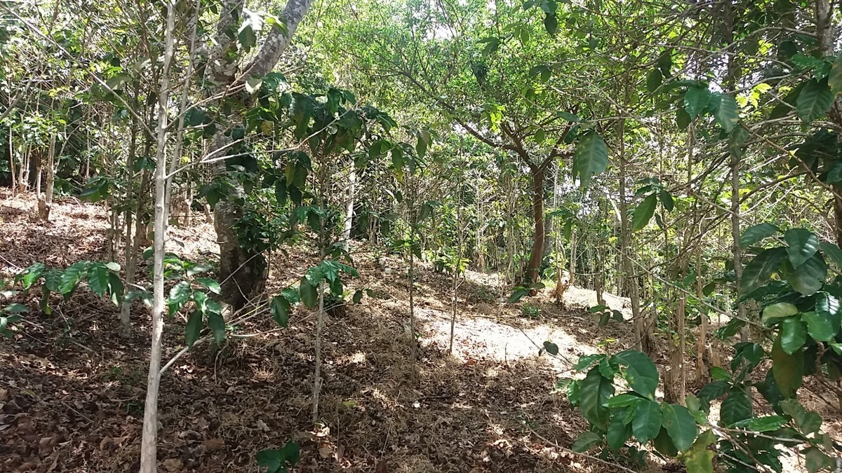 En venta finca de cafe Bourbon con 2 manzanas de terreno