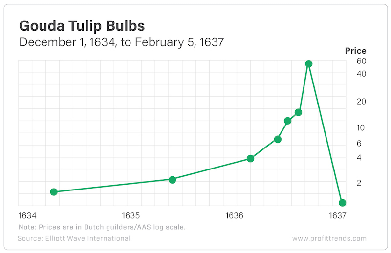 Chart - Gouda Tulip Bulbs
