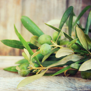 Olive Leaves