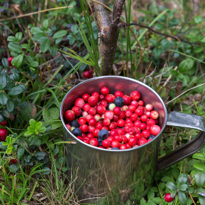 Lingonberries