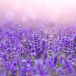 Lavendar Field