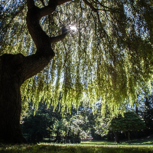 Willow