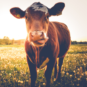 Cow
