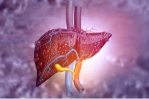 Liver