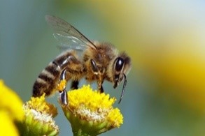 Honeybee