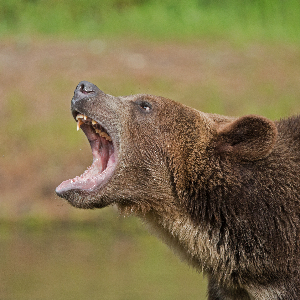 Image of a Bear