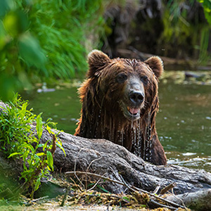 Image of an emerging bear